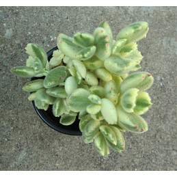 Cotyledon tomentosa variegata