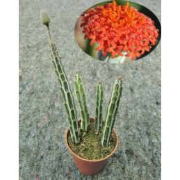 Senecio stapeliiformis