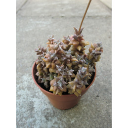 Anacampseros arachnoides Black