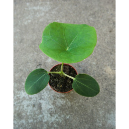 JATROPHA podagrica