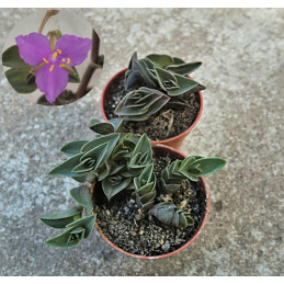 Tradescantia navicularis