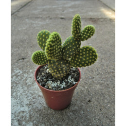 Opuntia microdasys var. aurea